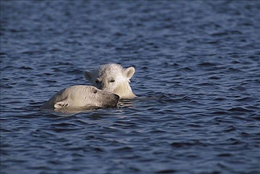 北极熊,游泳,地表水流,加拿大