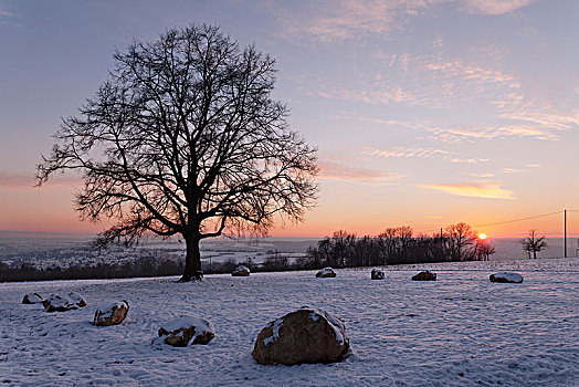 酸橙树,日落,冬天,埃斯林根,内卡河,巴登符腾堡,德国,欧洲