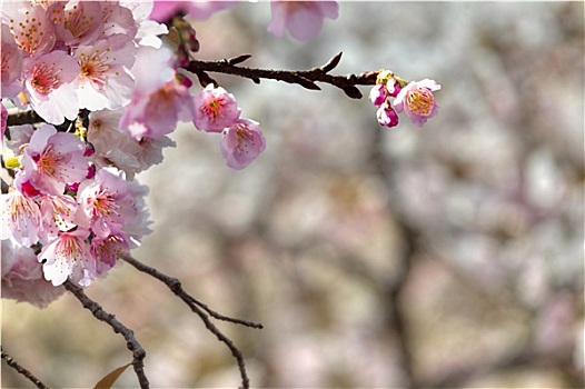 漂亮,樱花