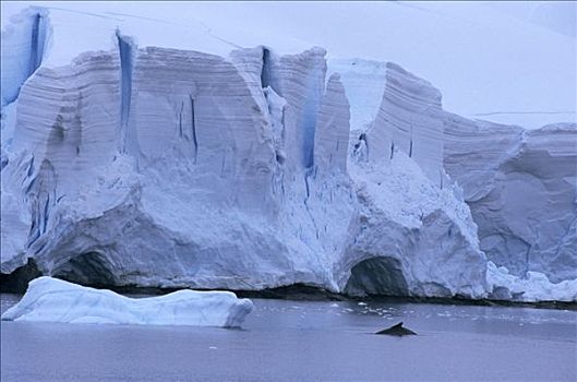 驼背鲸,大翅鲸属,鲸鱼,一对,平面,靠近,冰山,南极