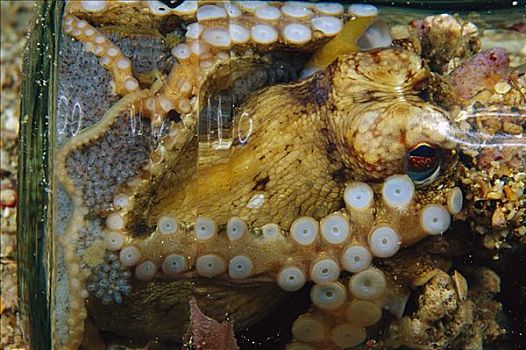 章鱼,雌性,生活方式,罐,蛋,脚,深,巴布亚新几内亚