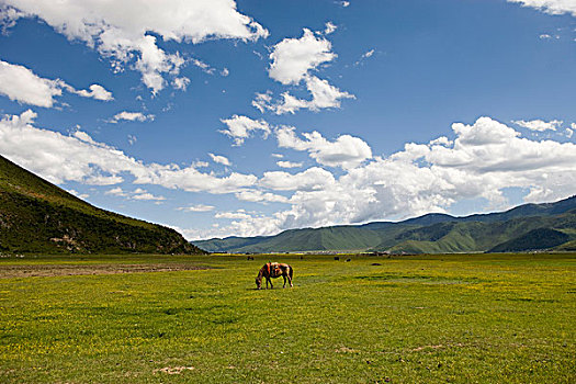 马,香格里拉,中国