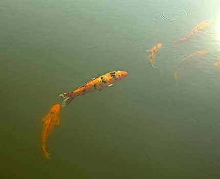 游在西湖里的红鲤鱼