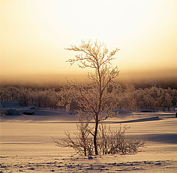 树,积雪,区域