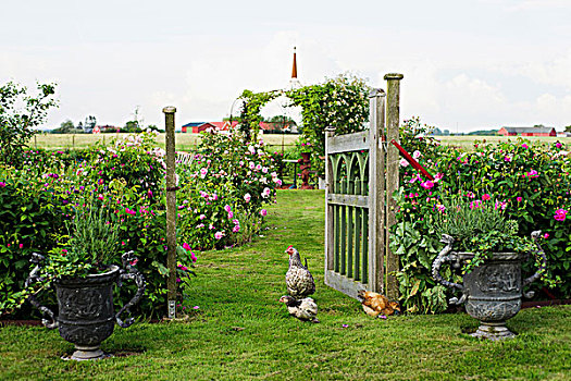 乡村,花园,鸡,坛罐,打开,木门,风景,玫瑰,灌木丛