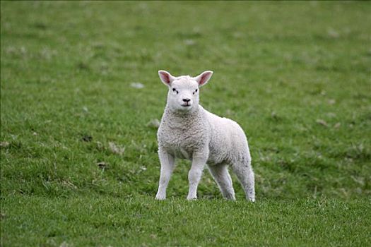 绵羊,羊羔,荷兰
