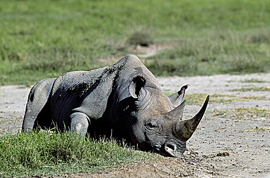 坦桑尼亚,恩戈罗恩戈罗火山口,黑犀牛,休息