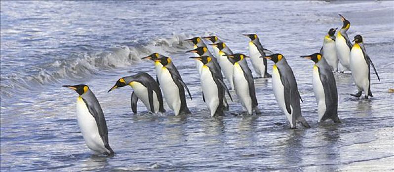 帝企鹅,走,海洋,靠近,栖息地,清洁,羽毛,冰河,背景,秋天,南乔治亚,南大洋,南极辐合带