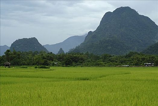 稻田,山峦,万荣,老挝,东南亚