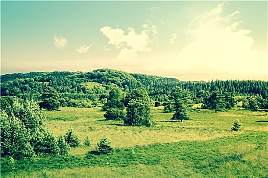 乡村,风景,树,地点