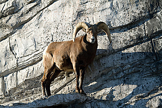 大角羊,卡尔加里,动物园,艾伯塔省,加拿大