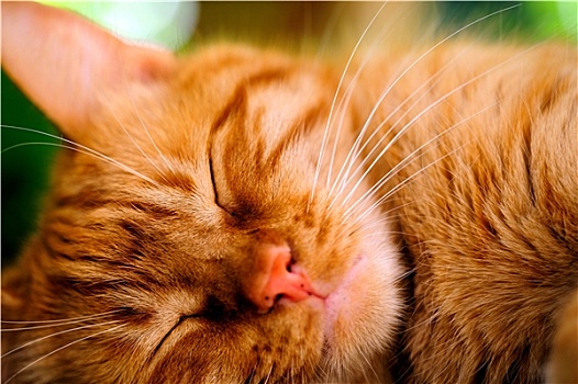睡觉,橙色,猫