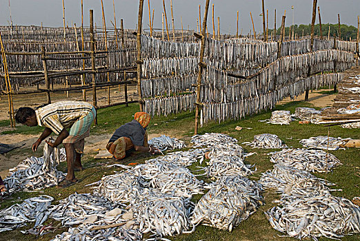 印度,西孟加拉,鱼肉,弄干