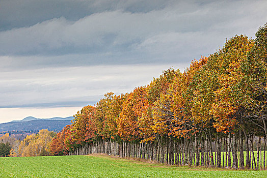 加拿大,魁北克,区域,秋天,树