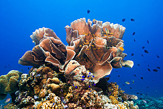 孤单,珊瑚,石头,菲律宾,亚洲