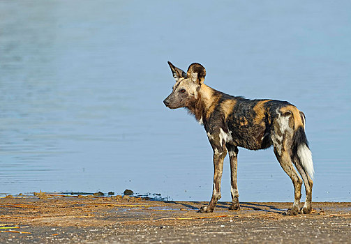 非洲野狗,非洲野犬属,站立,岸边,湖,塞伦盖蒂,坦桑尼亚,非洲