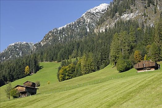 草场,木质,正面,积雪,山,斜坡,靠近,提洛尔,奥地利,欧洲