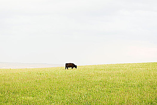 黑色,母牛,放牧,一个,草,草地