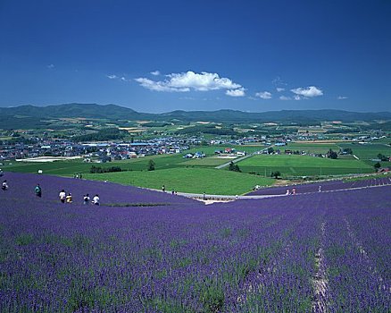 薰衣草,盛开,山