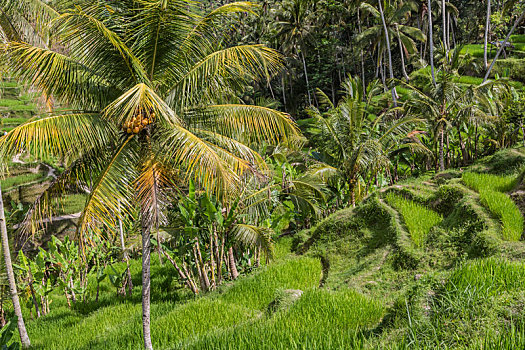漂亮,绿色,梯田,稻田,巴厘岛,印度尼西亚