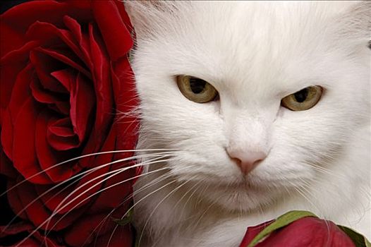 白色,猫,红玫瑰