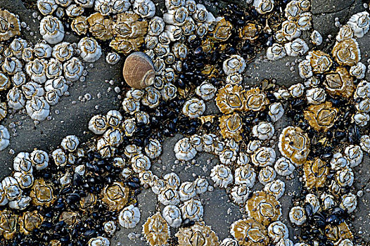 藤壶,贻贝,格罗莫讷国家公园,纽芬兰,加拿大