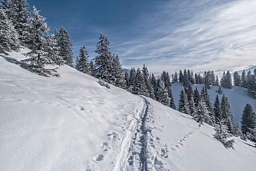 山景,山,德国南部,冬天,滑雪道