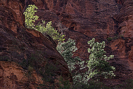 植被,红色,砂岩,悬崖,锡安国家公园,犹他,美国,北美
