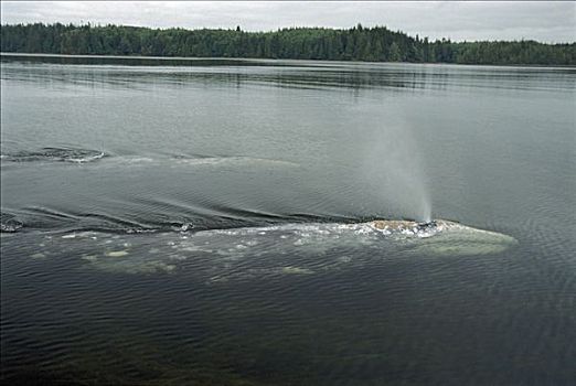 灰鲸,喷涌,格里夸湾,温哥华岛,不列颠哥伦比亚省,加拿大