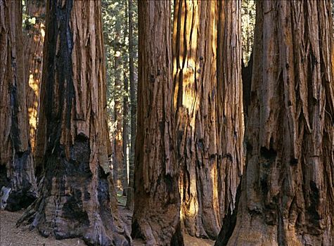 巨杉,巨大,树林,加利福尼亚,美国