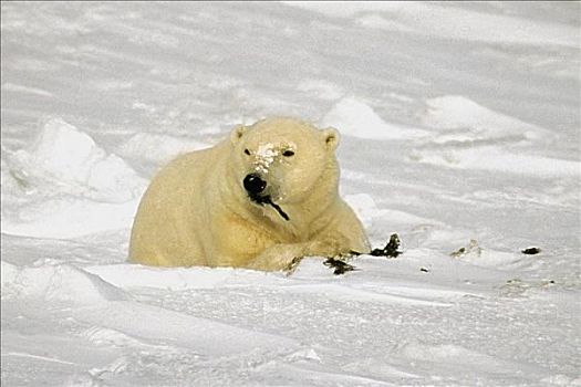 北极熊,吃,海草