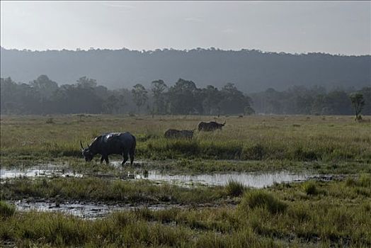 湿地,母牛,晨光,苏梅岛,省,柬埔寨