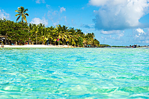 加勒比,海滩,棕榈树,圣安德烈斯岛,岛屿,哥伦比亚