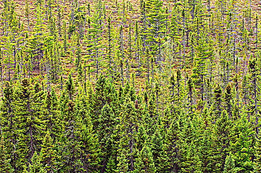 北方针叶林,阿尔冈金省立公园,安大略省,加拿大