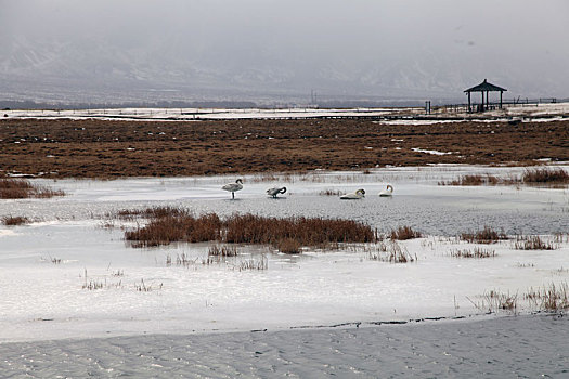 新疆巴里坤,风雪中的白天鹅