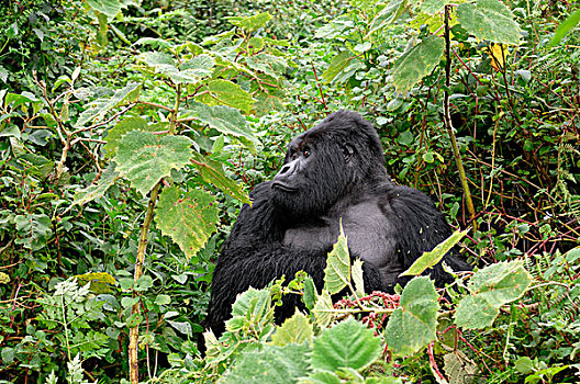 卢旺达,火山国家公园,山地大猩猩,大猩猩