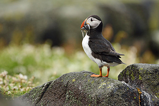 角嘴海雀,北极,捕获,鱼,鸟嘴,五月岛,苏格兰,英国