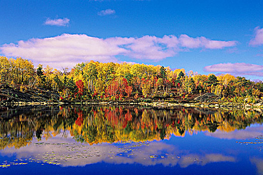 秋天,湿地,景色,瓦尔登,安大略省,加拿大