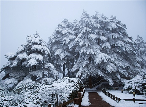 雪天的黄山树林和道路