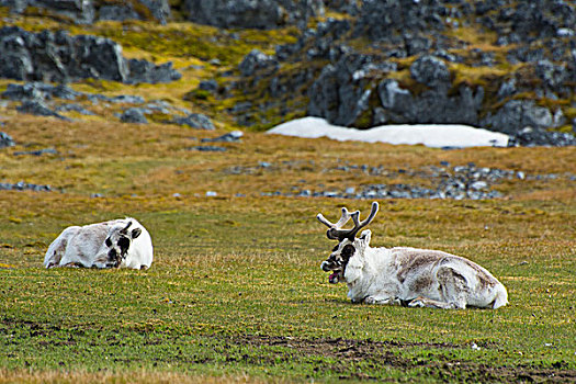挪威,斯瓦尔巴特群岛,露营,驯鹿,驯鹿属,休息
