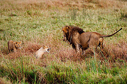 狮子,雄性,玩,湿地,自豪,马赛马拉,肯尼亚,非洲