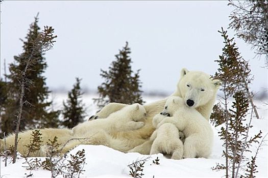 北极熊,三个,老,幼兽,哺乳,母兽,白云杉,脆弱,瓦普斯克国家公园,曼尼托巴,加拿大