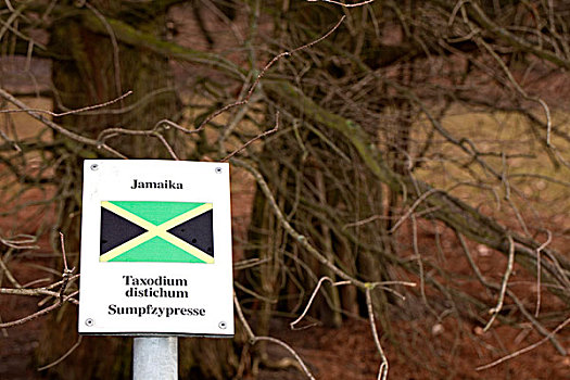 标识,国家,旗帜,树,一个,德国,外交的,关系,这里,牙买加,树林,欧洲