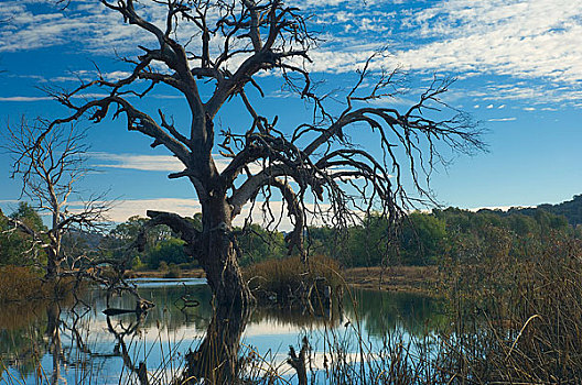 枯木,湿地,新南威尔士,澳大利亚