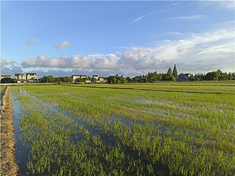 稻香人家,田园风光