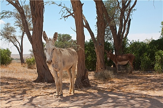 纳米比亚,2009年