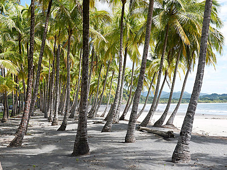 小树林,棕榈树,海滩,干盐湖,尼科亚,半岛,哥斯达黎加,中美洲