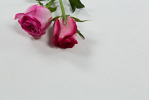 玫瑰,花,放置,白色背景,背景