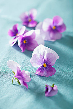 紫色,堇菜属,蓝色背景,布