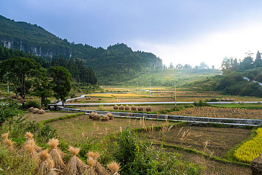 黄莲梯田